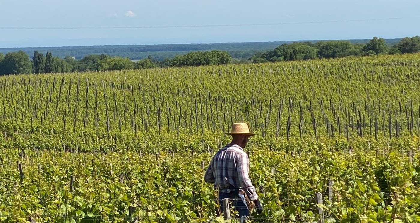 Vignes de la Côte de Nuits en Bourgogne