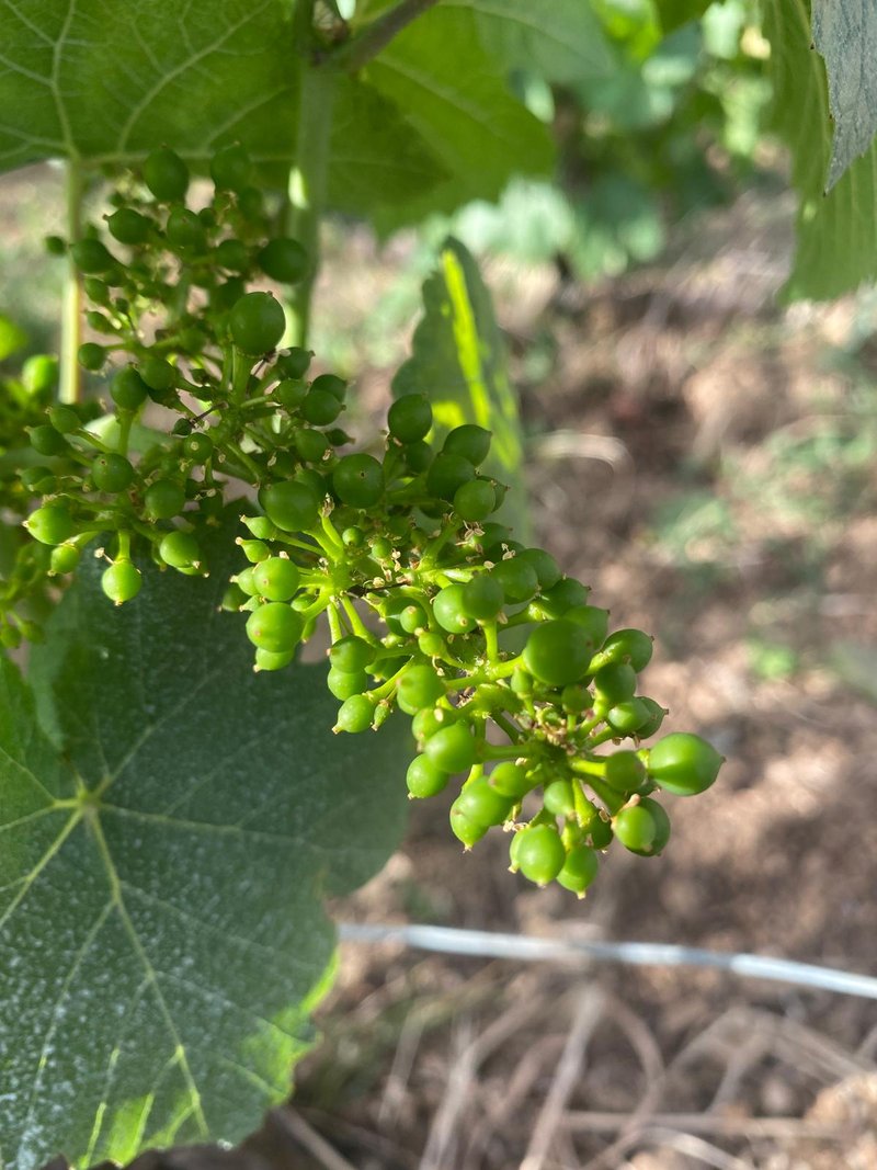 Grappes vertes sur la vigne en été