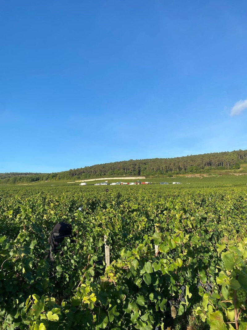 Vignes de Bourgogne pendant les vendanges