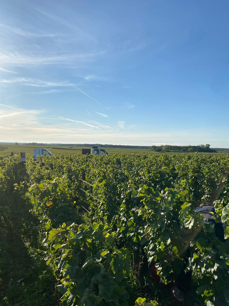 Vignes de Bourgogne au petit matin