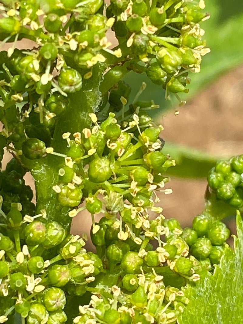 Fleurs de vigne au printemps en Bourgogne
