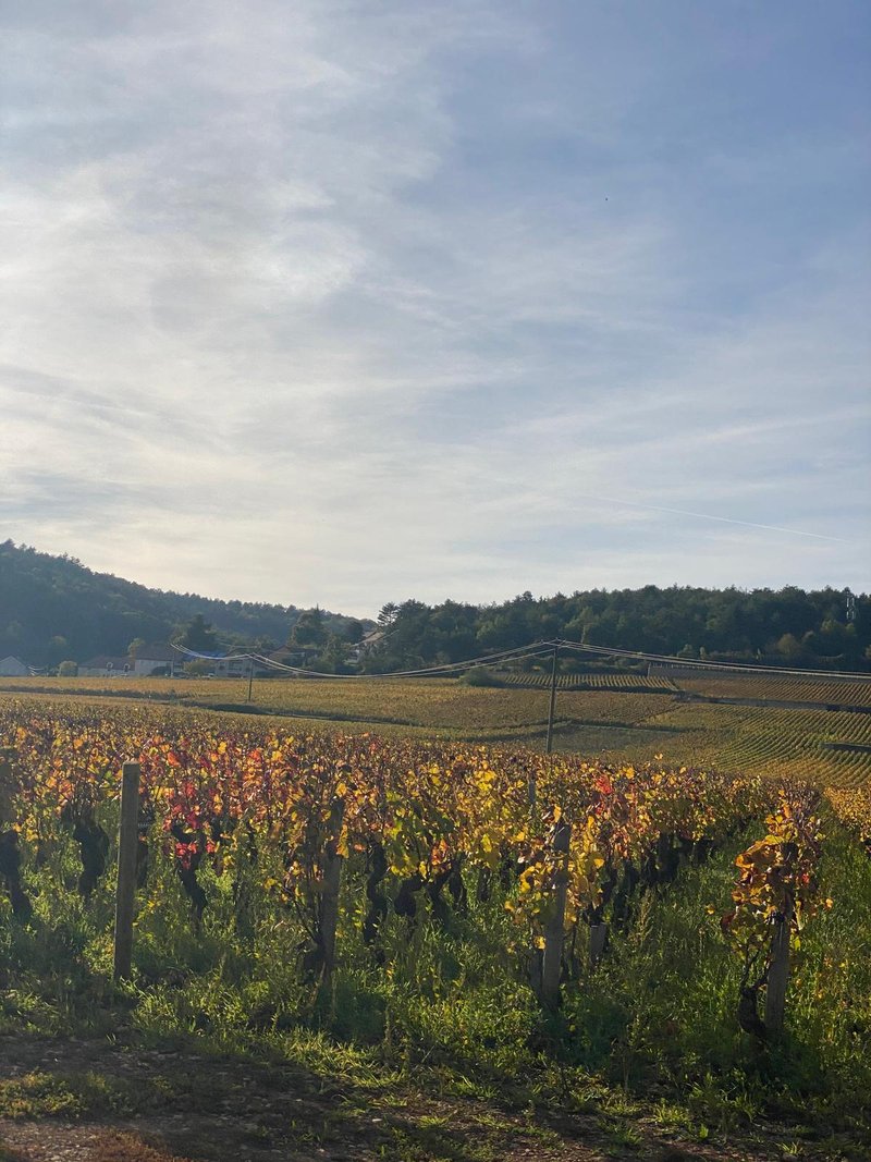 Vignes en couleurs automnales sur la Côte de Nuits