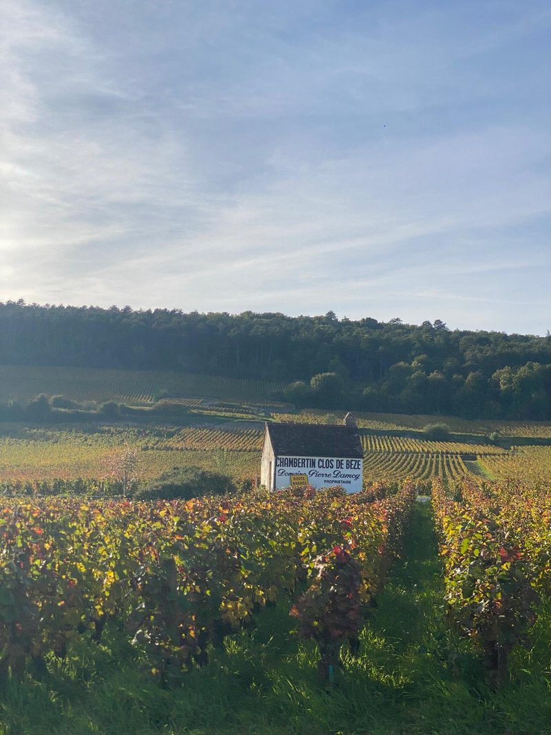 Parcelle de Chambertin Clos de Bèze en automne