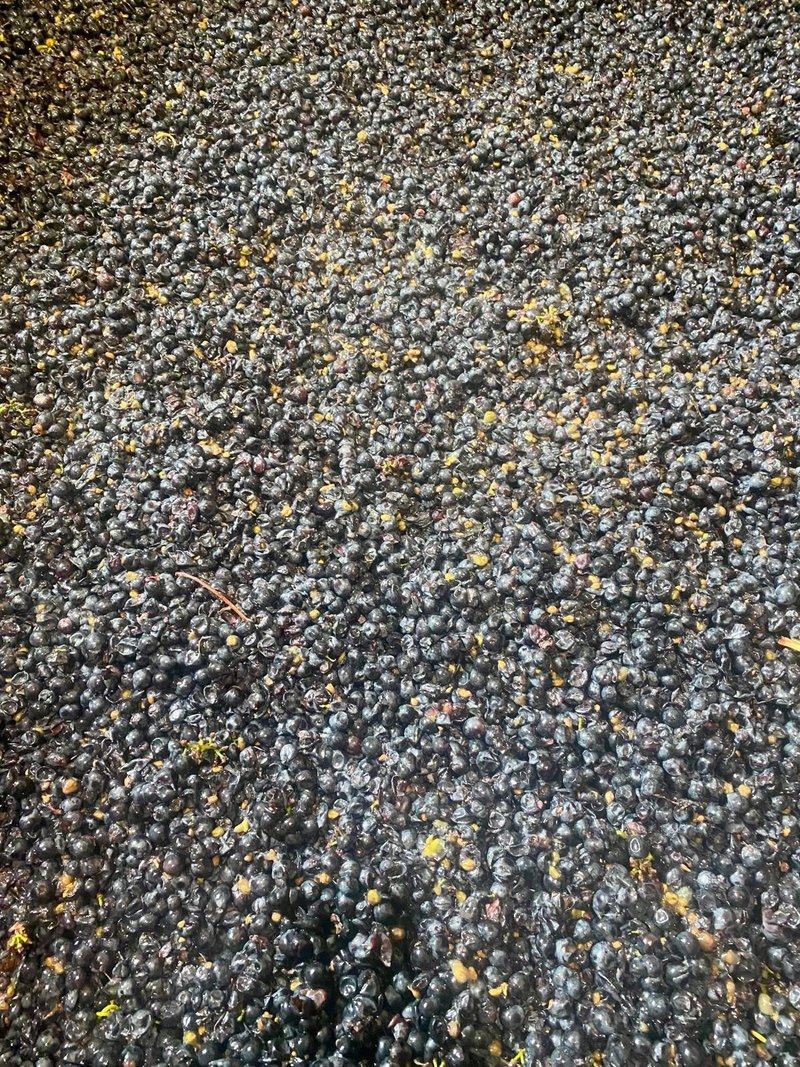 Raisins de Pinot Noir dans une cuve de vinification, Bourgogne